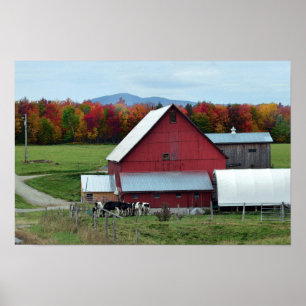 Poster Vaches laitières du Vermont à la grange