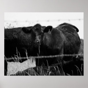 Poster Vaches noires et blanches derrière la clôture en f