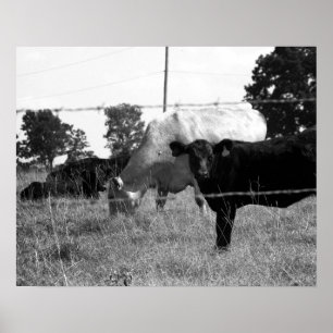 Poster Vaches noires et blanches Grazing Derrière le fil 