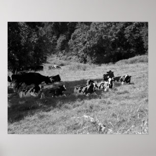 Poster Vaches noires et blanches sous un arbre d'ombre 16