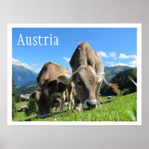 Poster Vaches pâturant en montagne, Alpes autrichiennes