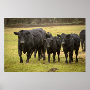 Poster Vaches sous la pluie