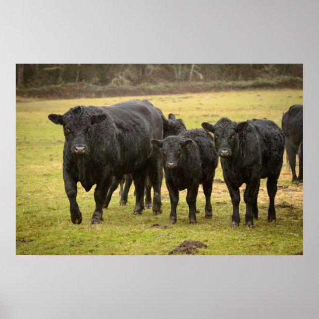 Poster Vaches sous la pluie (Devant)