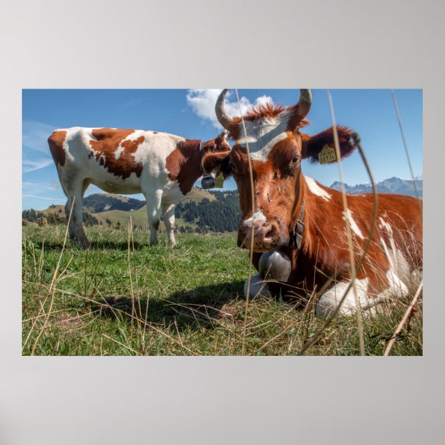 Poster Vaches suisses (Devant)