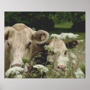 Poster Vaches suspectes