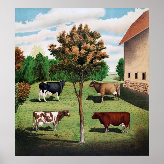 Poster Vaches typiques (Devant)