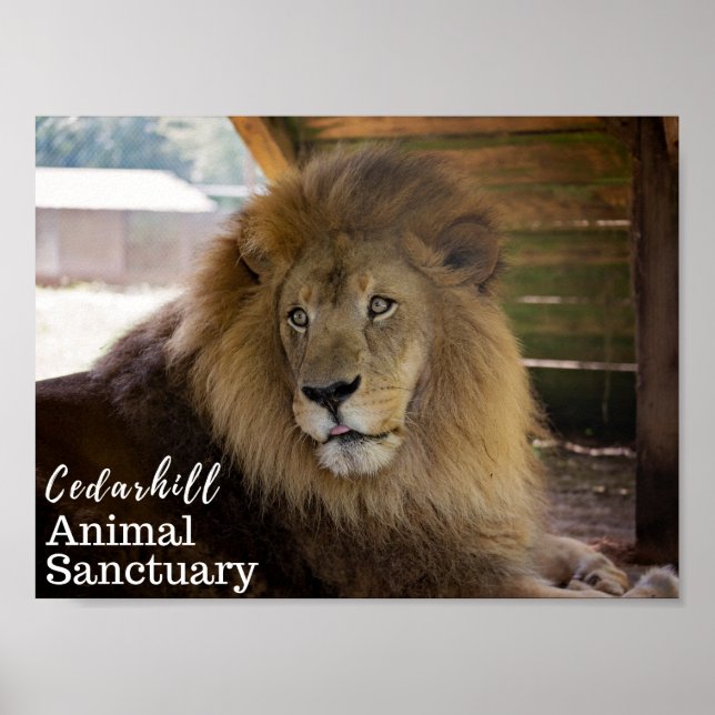 Poster Valentino (Devant)