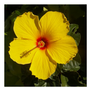Poster Valeur de fleur d'hibiscus jaune