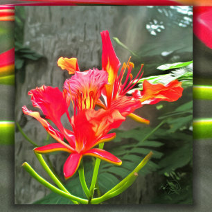 Poster Vallarta Flaming Beauty 1583 Art Imprimer