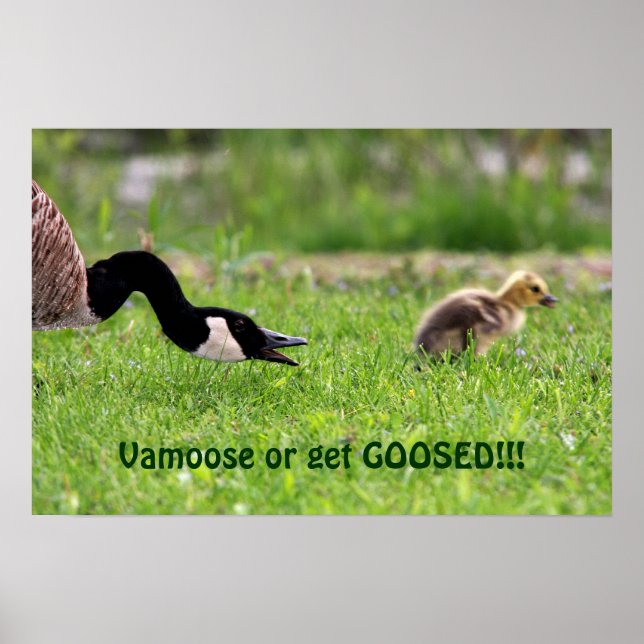 Poster Vamoose (Devant)