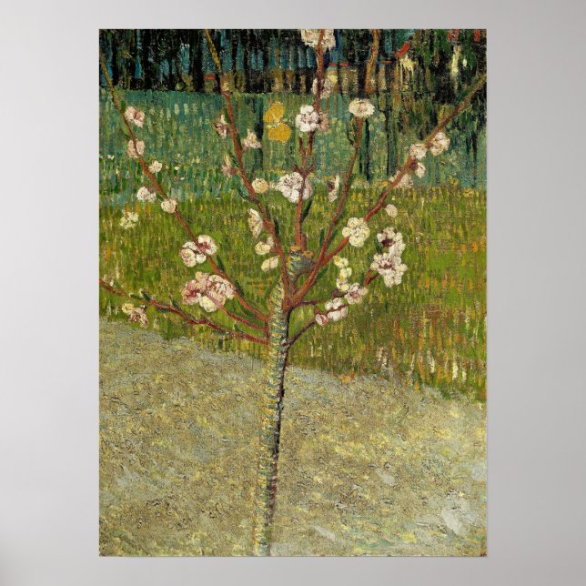 Poster Van Gogh - Amandier En Fleurs (Devant)
