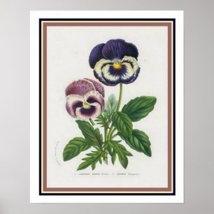 Poster Van Houtte 1845 Botanique "Pansy" Imprimer