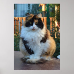 Poster Van turc
