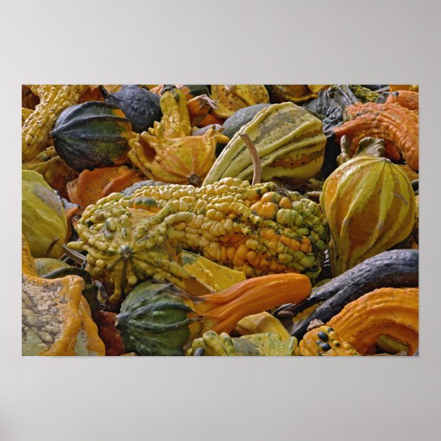 Poster Variété de courge (Devant)