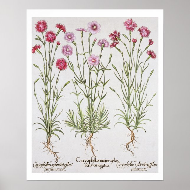 Poster Variété de Dianthus, du "Hortus Ey" (Devant)