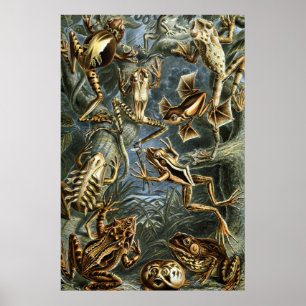 Poster Variété d'Ernst Haeckel de grenouilles exotiques :