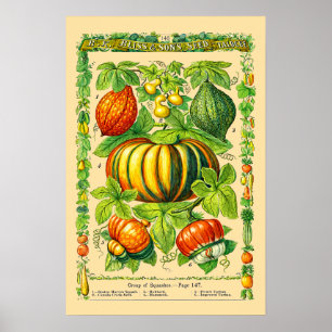Poster Variétés de courges Art botanique rétro de l'ère v