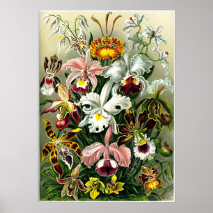 Poster Variétés d'orchidées lithographie par Ernst Haecke