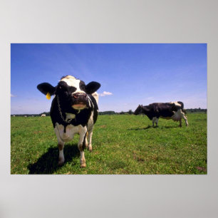 Poster Vattle laitière Holstein