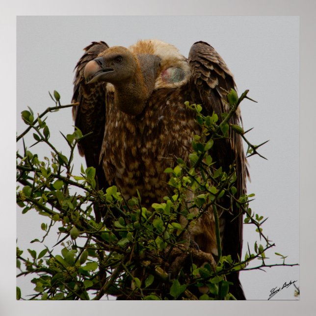 Poster Vautour (Devant)