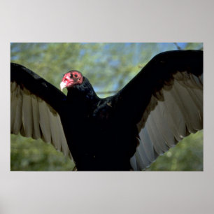 Poster Vautour de Turquie étalant de grandes ailes