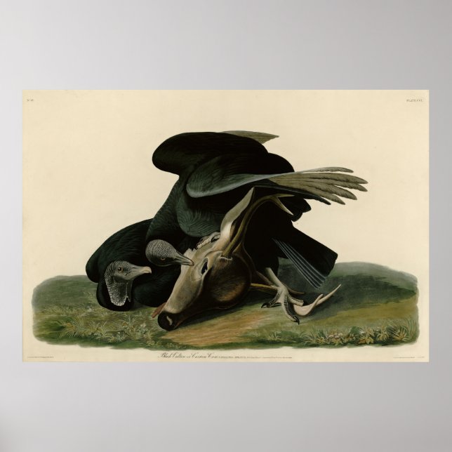 Poster Vautour noir, des oiseaux d'Amérique d'Audubon (Devant)