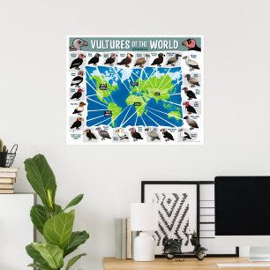 Poster Vautours de la carte du monde