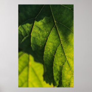 Poster Veines à feuilles vertes
