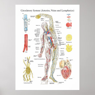 Poster Veines circulatoires d'artères de diagramme