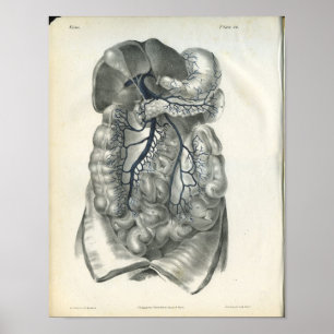 Poster Veines de copie abdominale d'anatomie d'organes