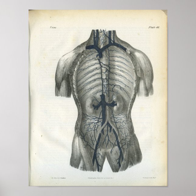 Poster Veines de l'abdomen Anatomie interne Imprimer (Devant)