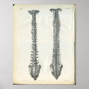 Poster Veines de l'anatomie de la colonne vertébrale Impr
