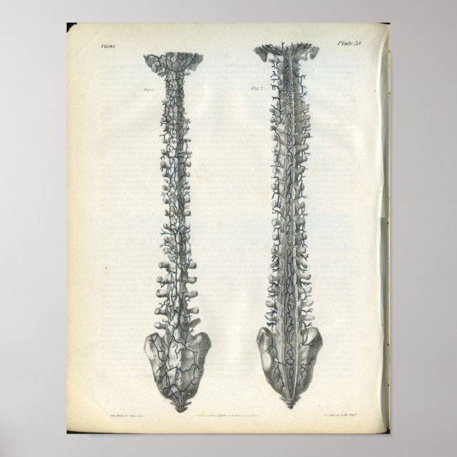 Poster Veines de l'anatomie de la colonne vertébrale Impr (Devant)