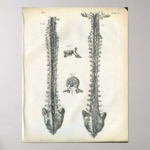 Poster Veines de l'anatomie de la colonne vertébrale Impr