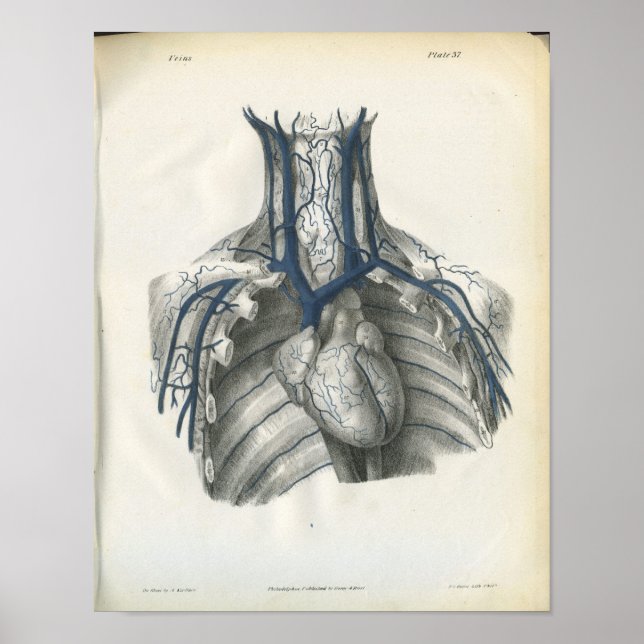 Poster Veines de l'anatomie du thorax Imprimer (Devant)