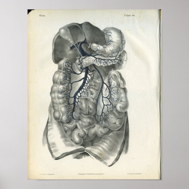 Poster Veines des organes abdominaux Anatomie Imprimer (Devant)