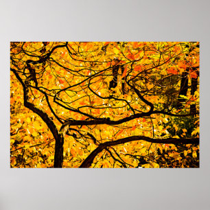 Poster Veines D'Or De L'Automne