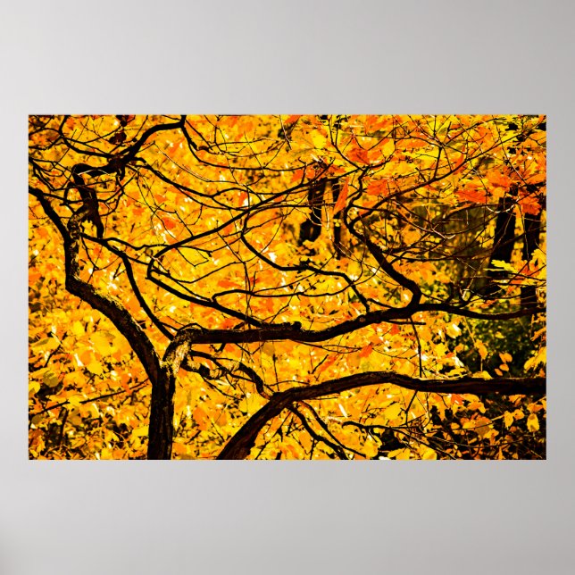 Poster Veines D'Or De L'Automne (Devant)