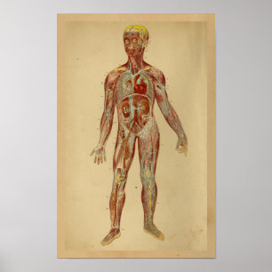 Poster Veines vintages d'artères de coeur d'impression