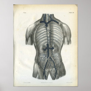 Poster Veins of Abdomen Internal Anatomy Print