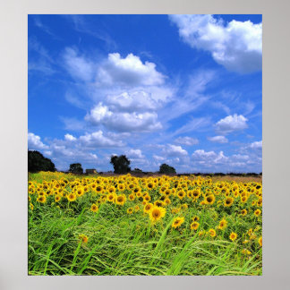 Poster Vent balayé, tournesols (IMPRIMER)