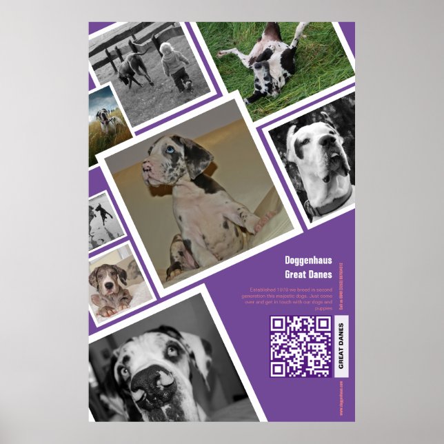 Poster Vente de gros chiens (Devant)