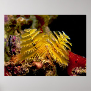 Poster Ver Spirobranchus Giganteus d'arbre de Noël
