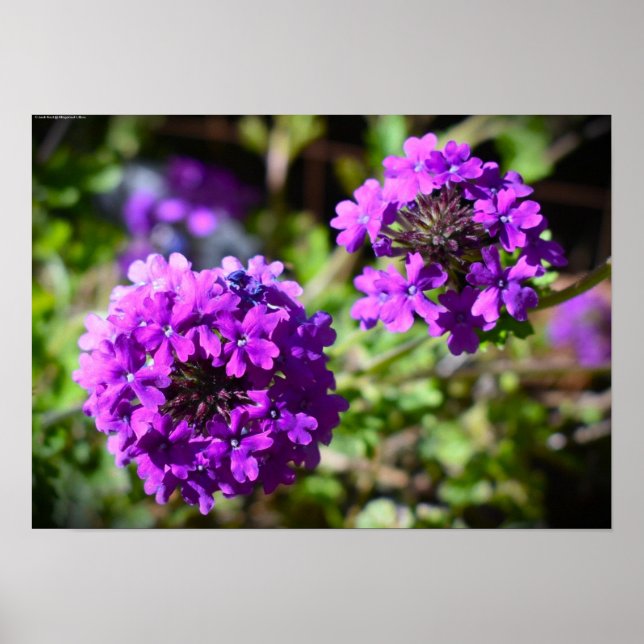 Poster Verbena, (Devant)