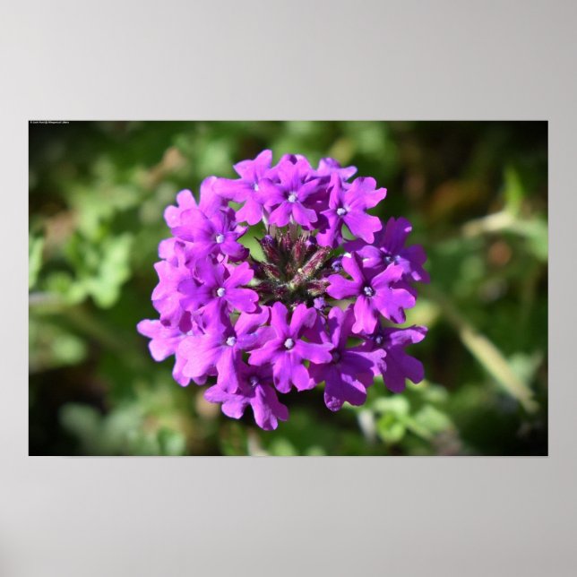 Poster Verbena, (Devant)
