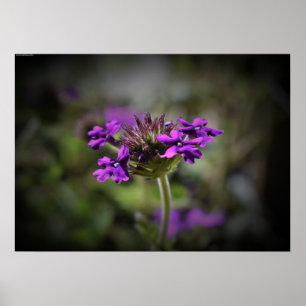 Poster Verbena,