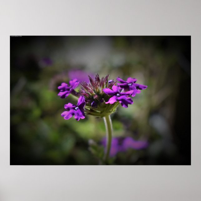 Poster Verbena, (Devant)
