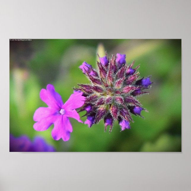 Poster Verbena, (Devant)