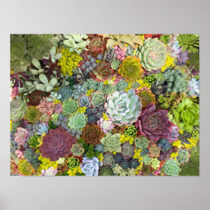 Poster Verdure colorée Succulents