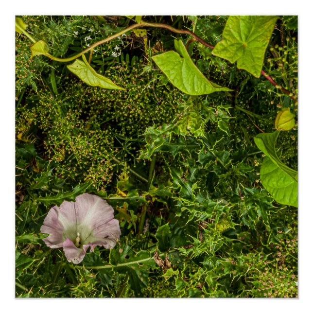 Poster Verdure tourbée avec fleur de gloire rose du matin (Devant)
